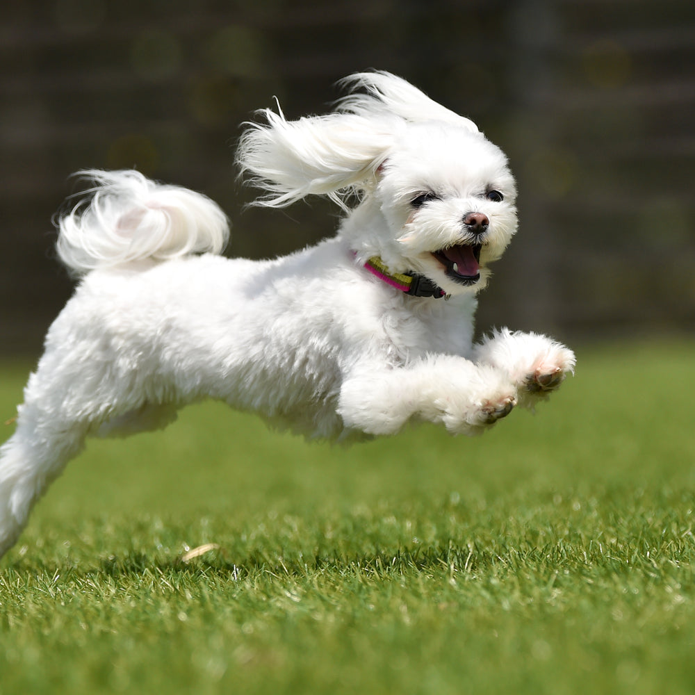 top slide 2 livedog