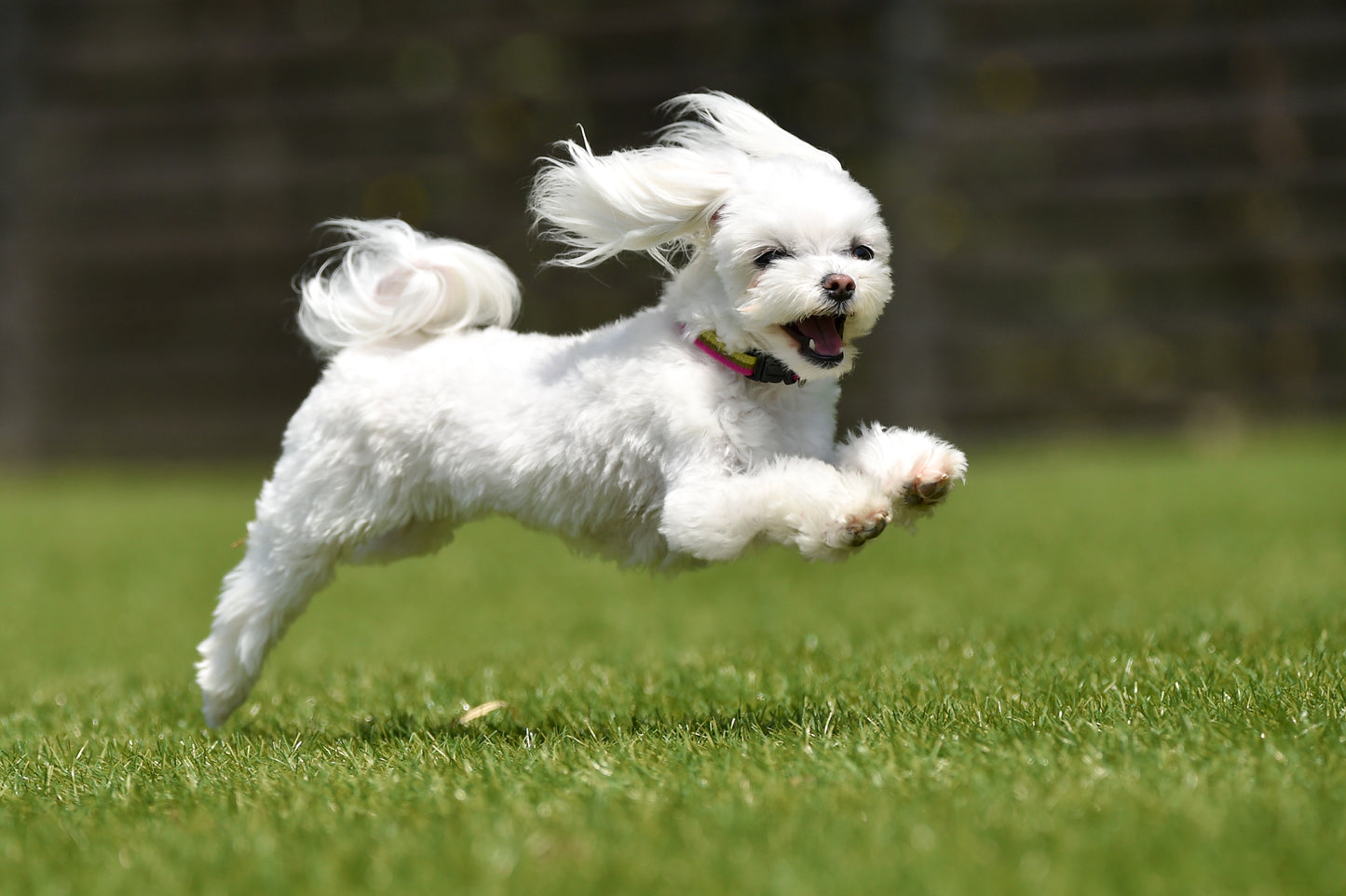 top slide 2 livedog